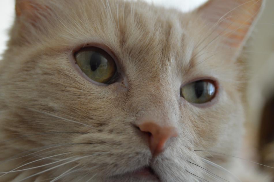 Photo by Lisa Fisher. Up to 104 cats can be sheltered at the new facility.