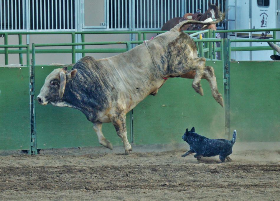 Photo by Lisa Fisher. A cattle dog herds a bull toward the exit chute.