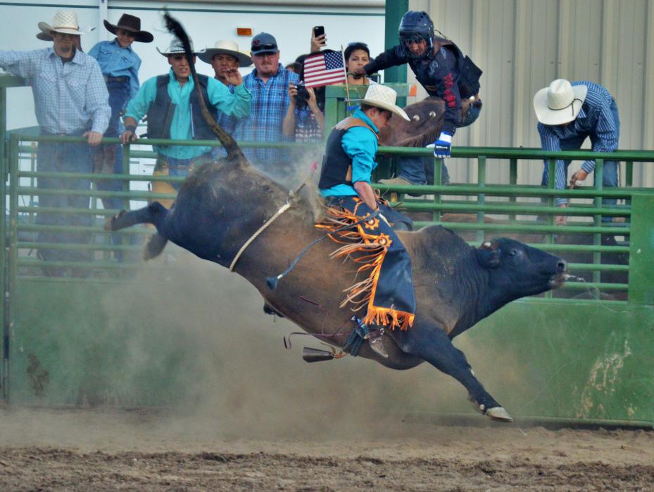 Photo by Lisa Fisher. A bull stretches to buck off its rider.