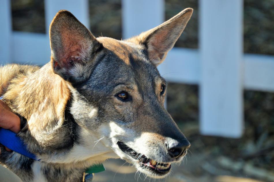 Photo by Lisa Fisher. A dog perks up his ears to the sounds of Jazz and Beyond Sunday.