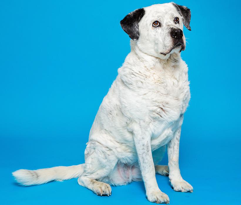 Nala is ready for adoption.