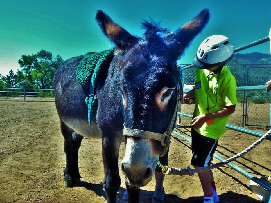 Photo by Brett Fisher. Frankie, the donkey, is a STEP ambassador.