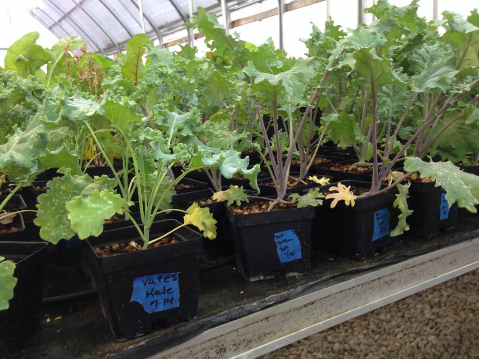 Kale is growing at the Greenhouse.