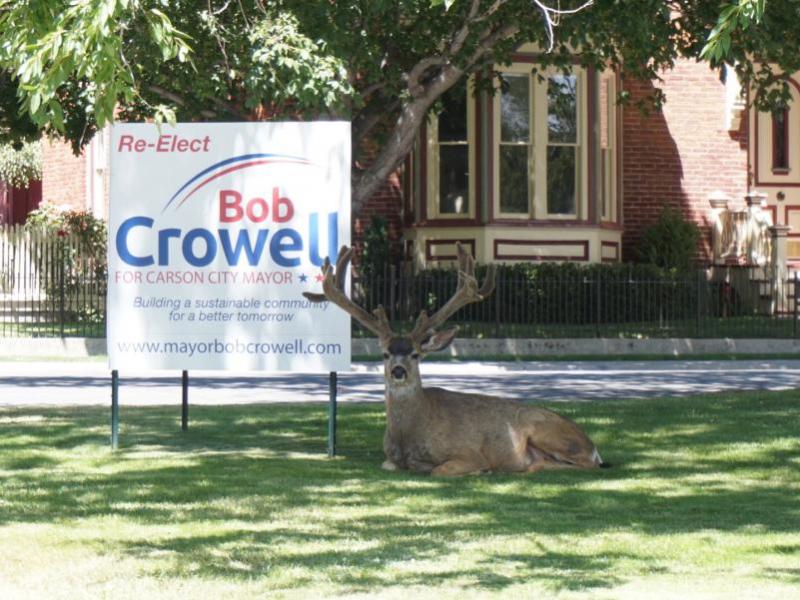 Buck grabs some shade next to a "Re-Elect Bob Crowell" sign outside Kaempfer Crowell