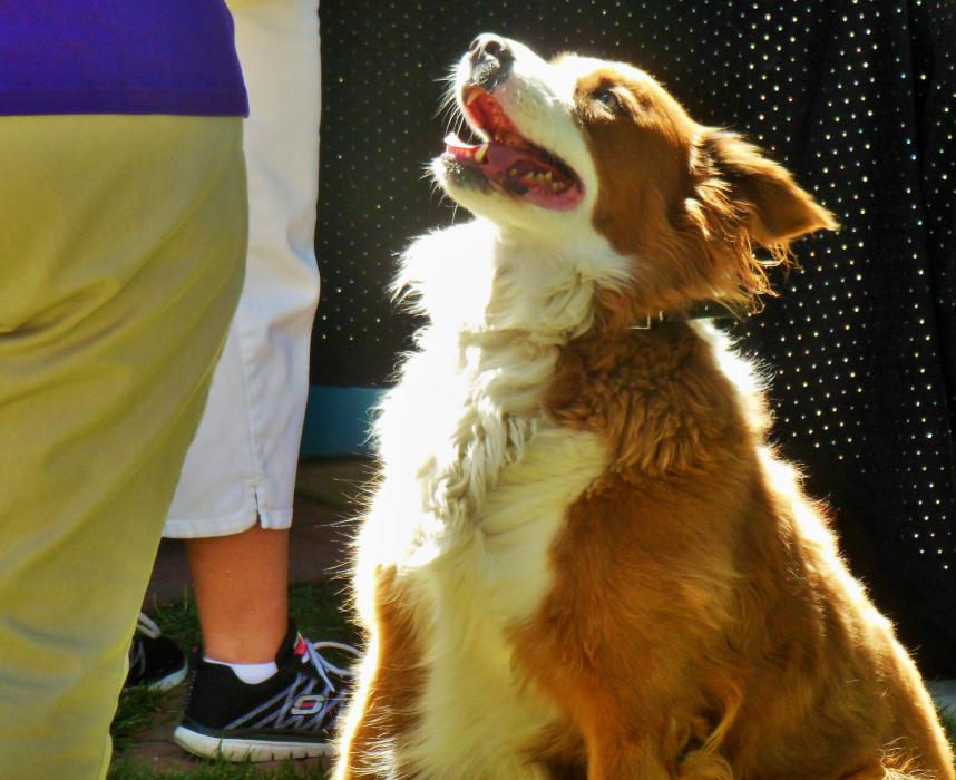 Frodo the dog on the front lawn of Touched By Angels.