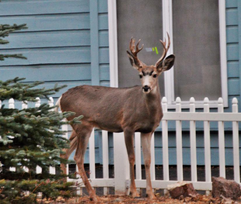 A three-point buck appears to listen intently to Madame Curry next door at the Edwards House.