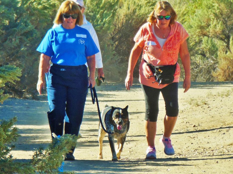A Blue Heeler with a pair of walkers.