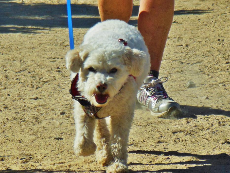 Photos by Brett Fisher. A Bichon Frise approaches the finish with its owner Sunday at Riverview Park.