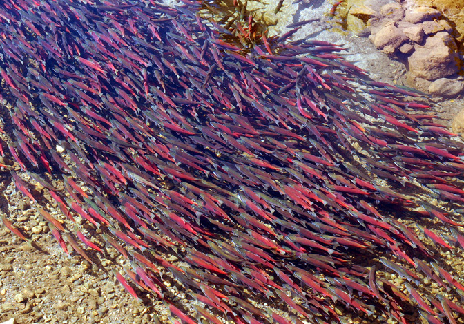 Kokanee salmon make their run at Taylor Creek. The annual festival is this weekend at South Lake Tahoe. Forest Service photo