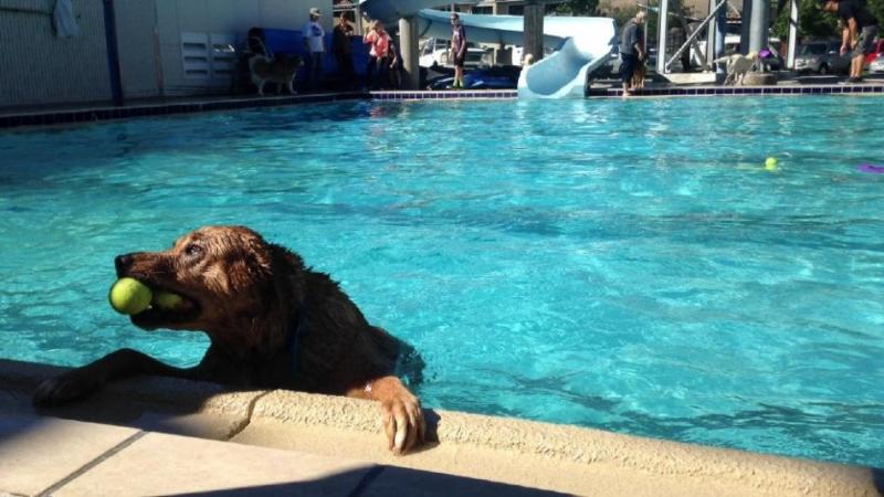 CASI’s 7th annual Pooch Plunge was held at the Carson City Aquatic Facility on Saturday, Oct. 1. (Sinclair Broadcast Group)