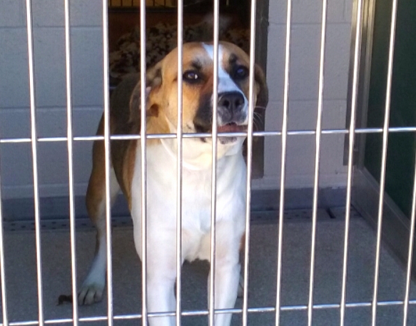 Photo by Brett Fisher. A dog in a kennel at the new animal shelter.