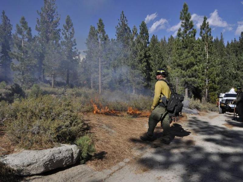 Photo courtesy of Nevada Division of Forestry