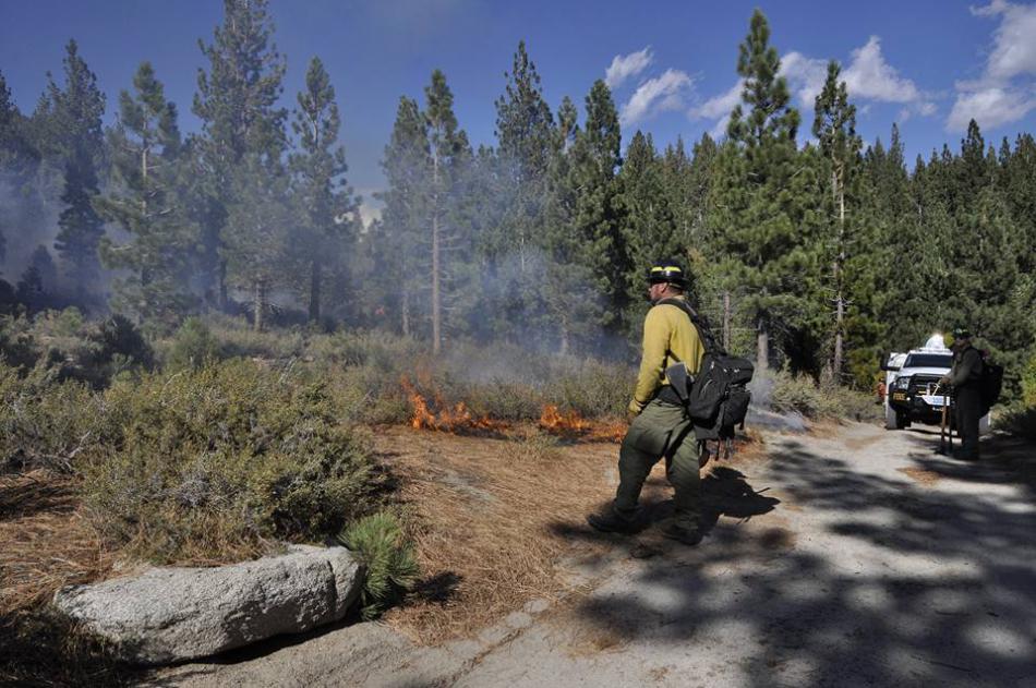 Photo courtesy of Nevada Division of Forestry