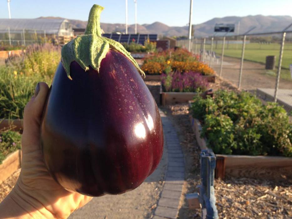 Photo courtesy of the Greenhouse Project.
