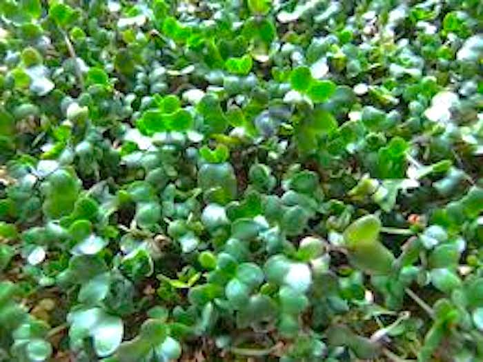 Broccoli sprouts, image courtesy Wikipedia