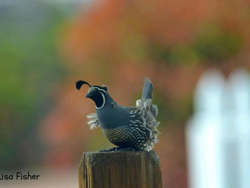 Photo by Lisa Fisher. A California Quail braces to a fence post against strong wind gusts in east Carson City.