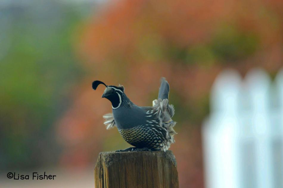Photo by Lisa Fisher. A California Quail braces to a fence post against strong wind gusts in east Carson City.