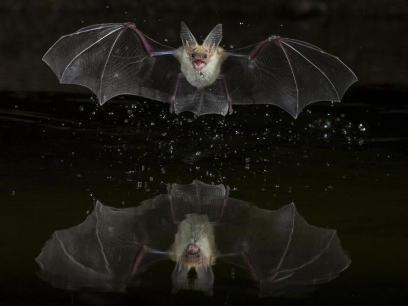 These 'rats with wings' aren't rodents at all and are in their own order of mammal. Photo by Nevada Division of Wildlife