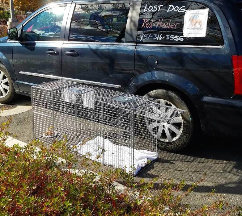 Photo courtesy Susan Paul. The trap set by the Carson Tahoe SPCA to recover Kizzy safely.