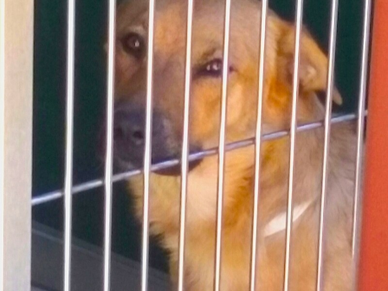 Can you help? Lyon County’s ‘no kill’ designation in jeopardy as shelter reaches critical over-capacity limits