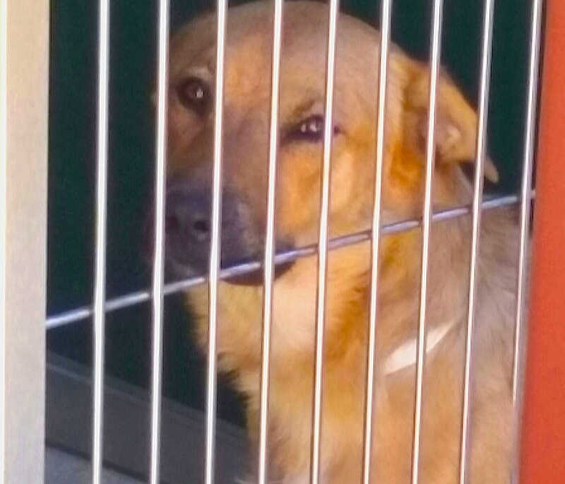 Photo by Brett Fisher. A dog waits for a home at the Nevada Humane Society in Carson City.