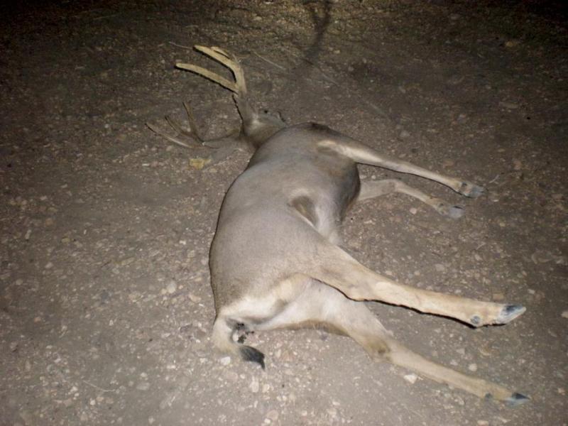 Photo provided by Nevada Department of Wildlife