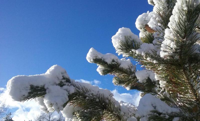 A pinion pine covered with fresh snow Sunday morning in East Carson City.