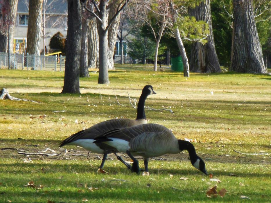 A flock of Canadian geese feed on grass in Mills Park Sunday.