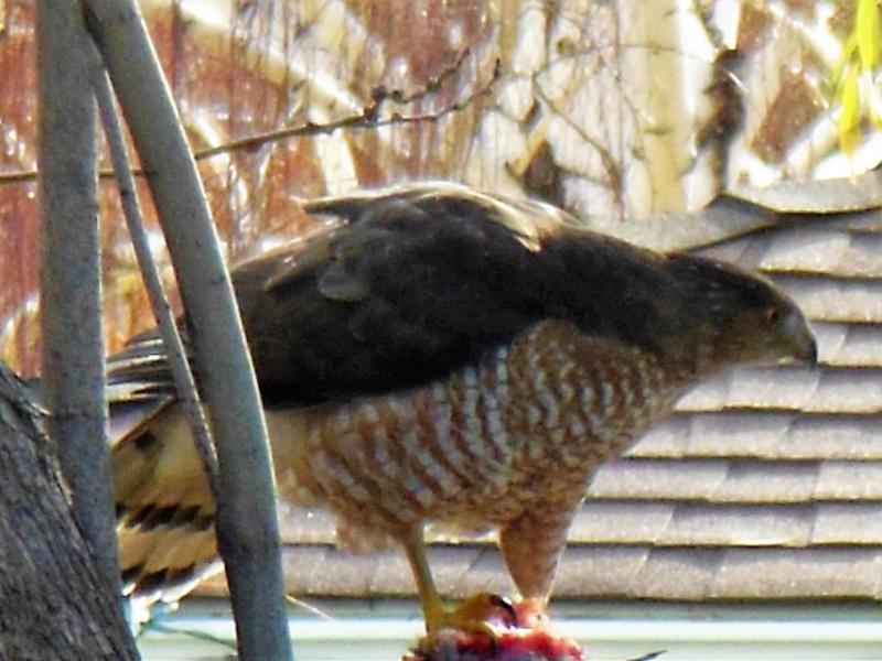 Photos by Brett Fisher. Raptor feeding in West Carson City.