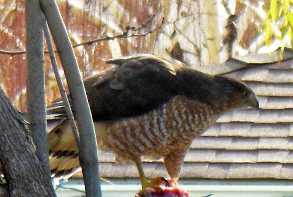 Photos by Brett Fisher. Raptor feeding in West Carson City.