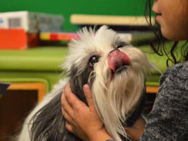 Another Lake Tahoe nonprofit defrauded: Pet Network Lake Tahoe discovers more than $2.5M missing