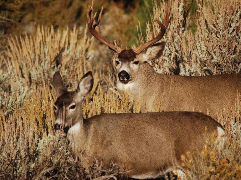 Photo courtesy of Nevada Department of Wildlife