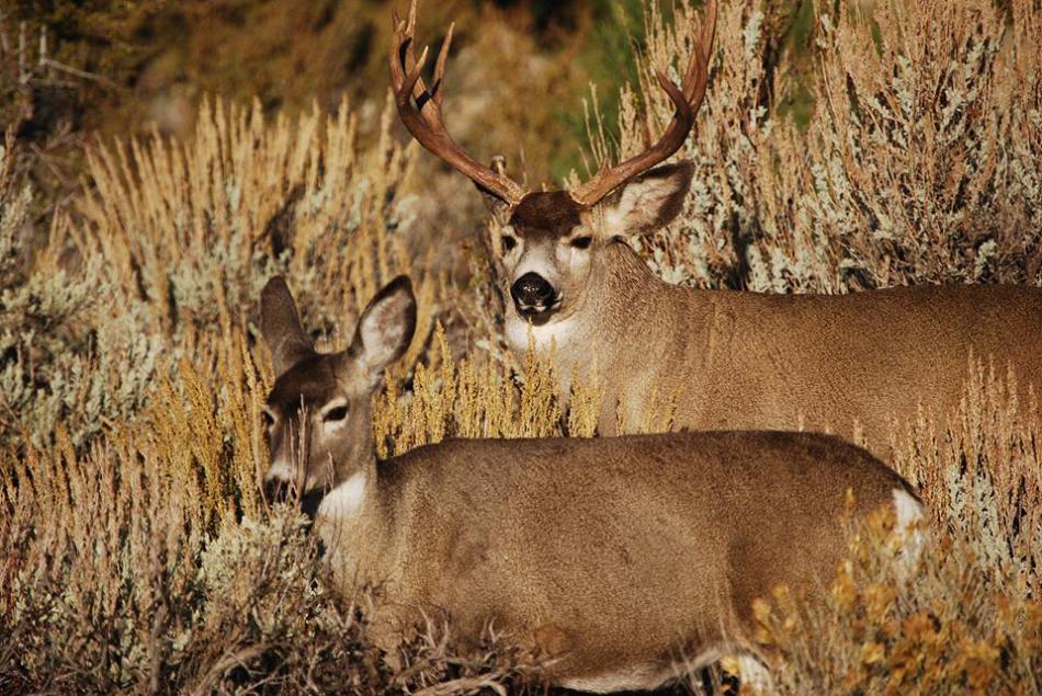Photo courtesy of Nevada Department of Wildlife