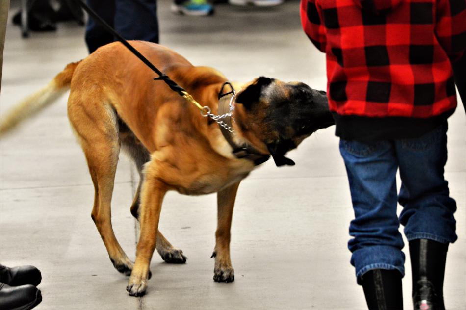 A Carson City Sheriff K-9 officer greets a boy Wednesday at Wal-Mart.