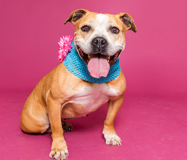 Cloe is available for adoption at the Nevada Humane Society.