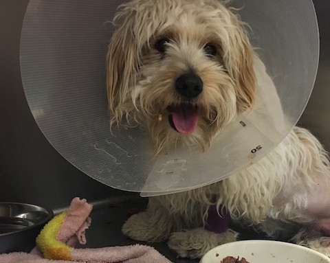 Tiny Tim is recovering at the Nevada Humane Society.