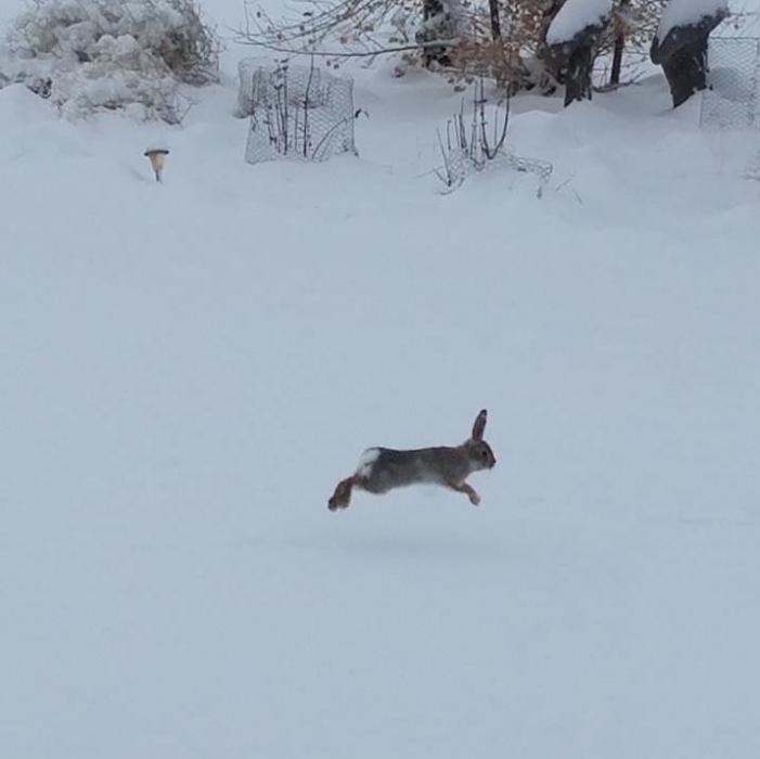 This rabbit took time to play this morning in Silver Springs. Photo courtesy of Naida Rass