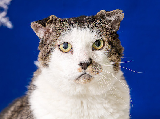 Jakob is up for adoption at the Nevada Humane Society.