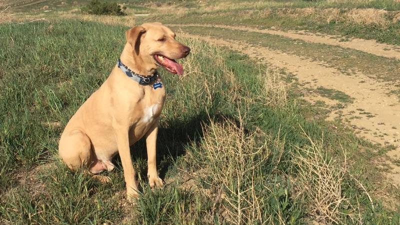Henry went missing near Arrowhead and Airport Road on Jan. 6, 2017.