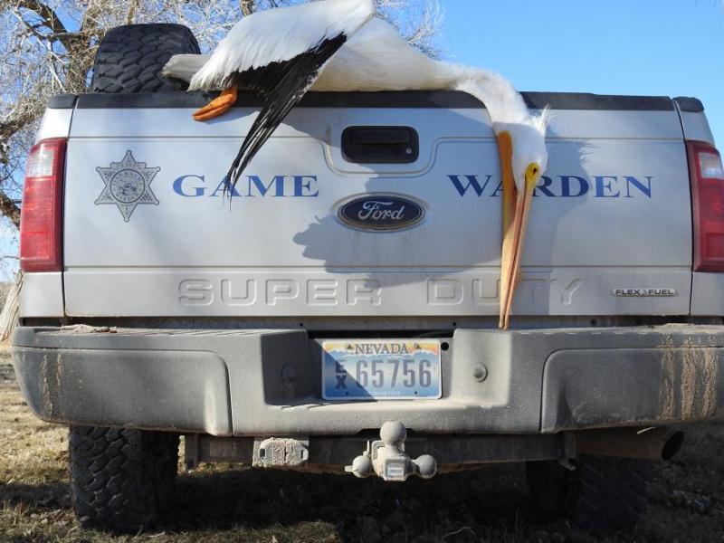 Photo provided by Nevada Department of Wildlife