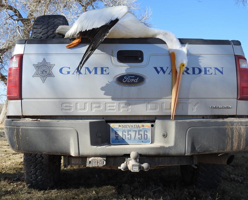 Photo provided by Nevada Department of Wildlife