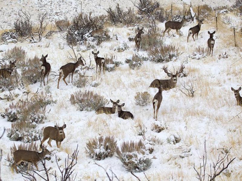 Mule deer in Winter. Photo provided by Nevada Department of Wildlife