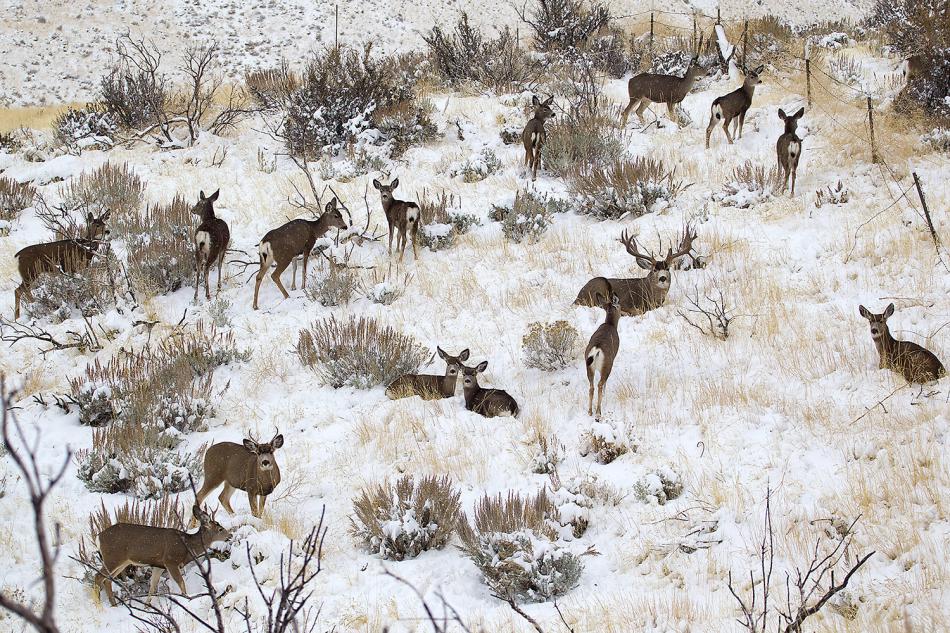 Mule deer in Winter. Photo provided by Nevada Department of Wildlife