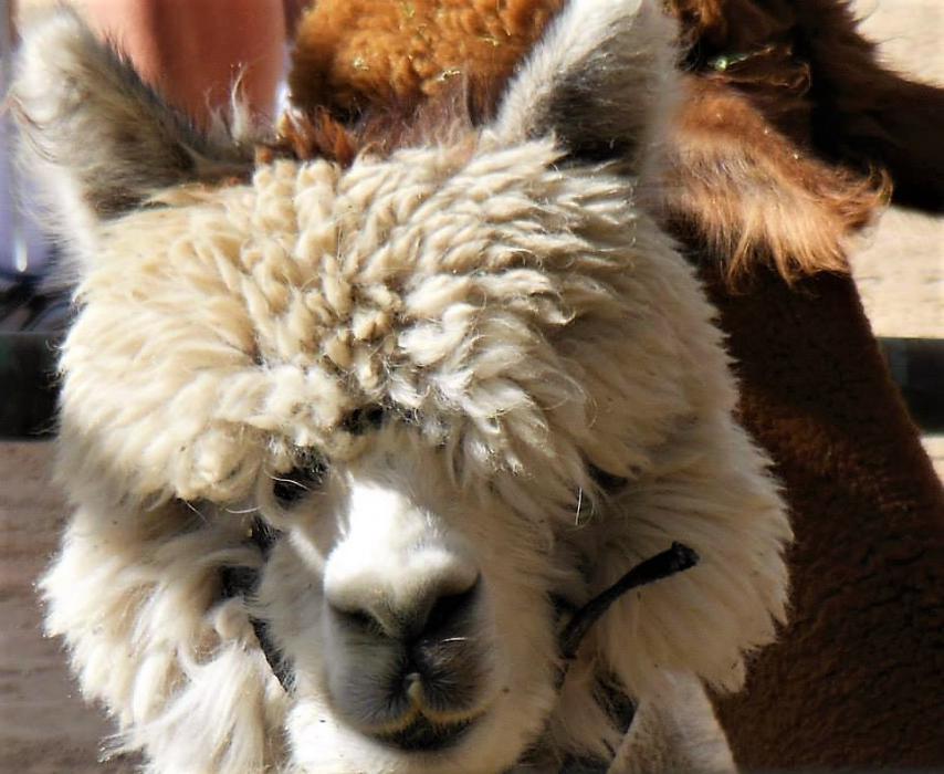 Photos by Lisa Fisher. An alpaca at the 2015 fair event in Fuji Park.