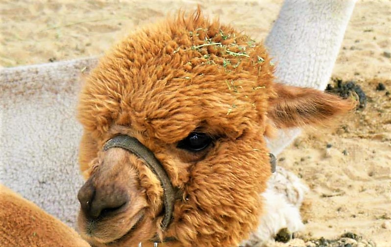 An alpaca at the 2015 fair event in Fuji Park.