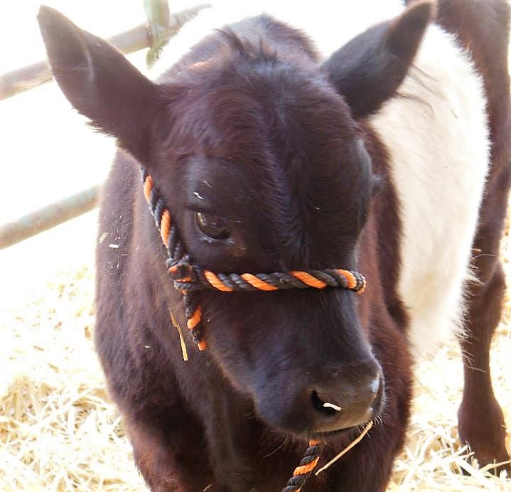 A calf at the 2015 fair event in Fuji Park.