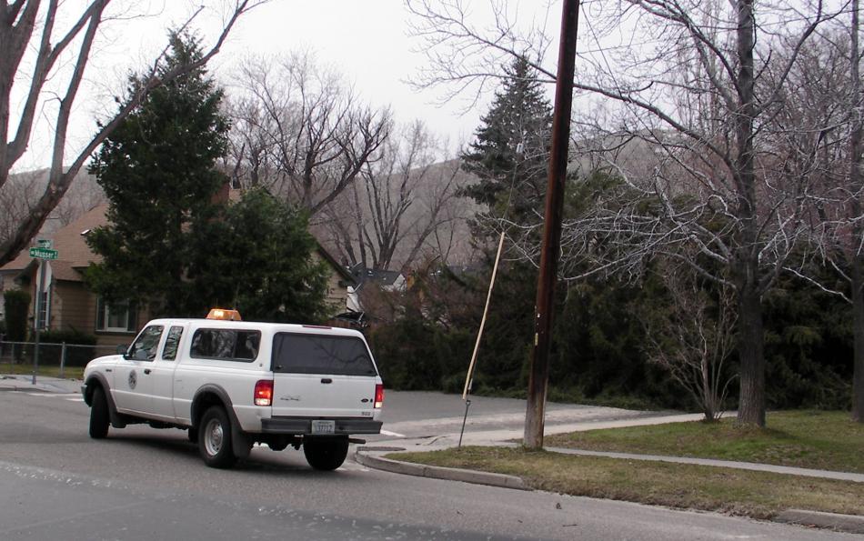 This tree fell near the corner of Mountain and Musser streets Thursday. An unoccupied car is underneath the tree.
