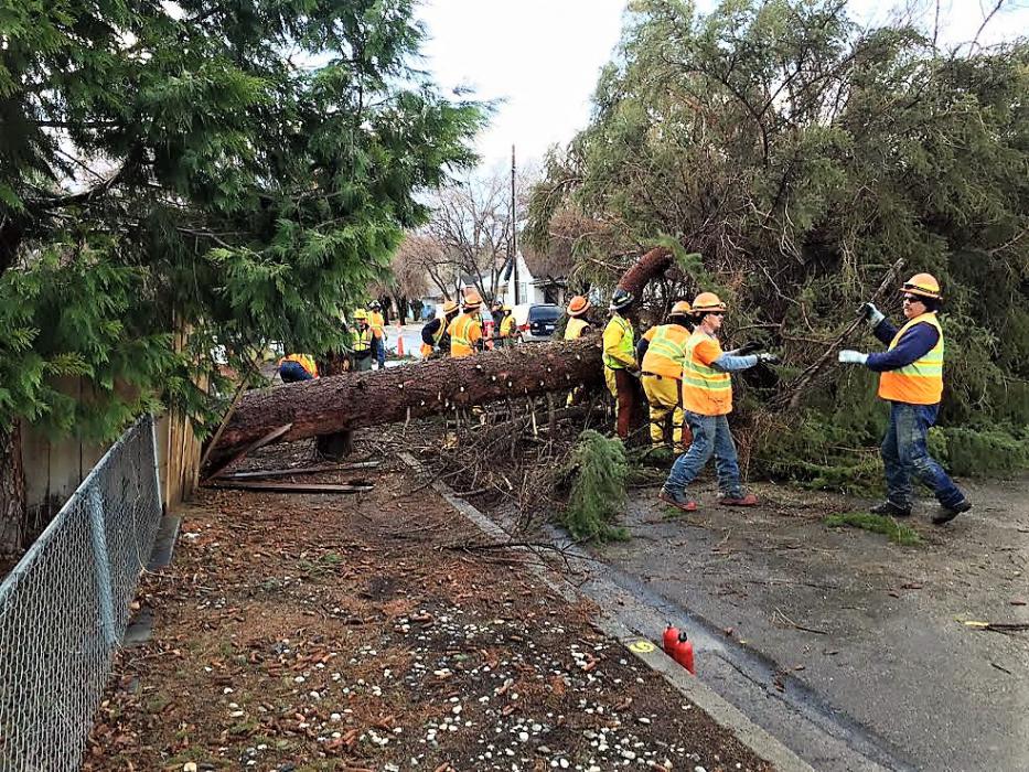 NDF crews work to remove a downed pine tree from a city street.