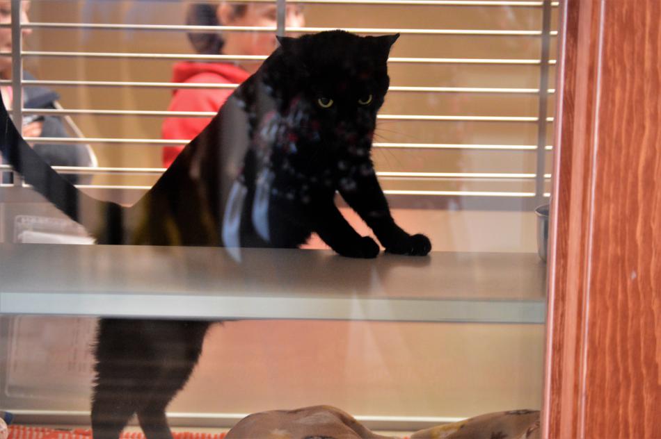 A black cat at the Nevada Humane Society's Valentine adoption event Saturday.