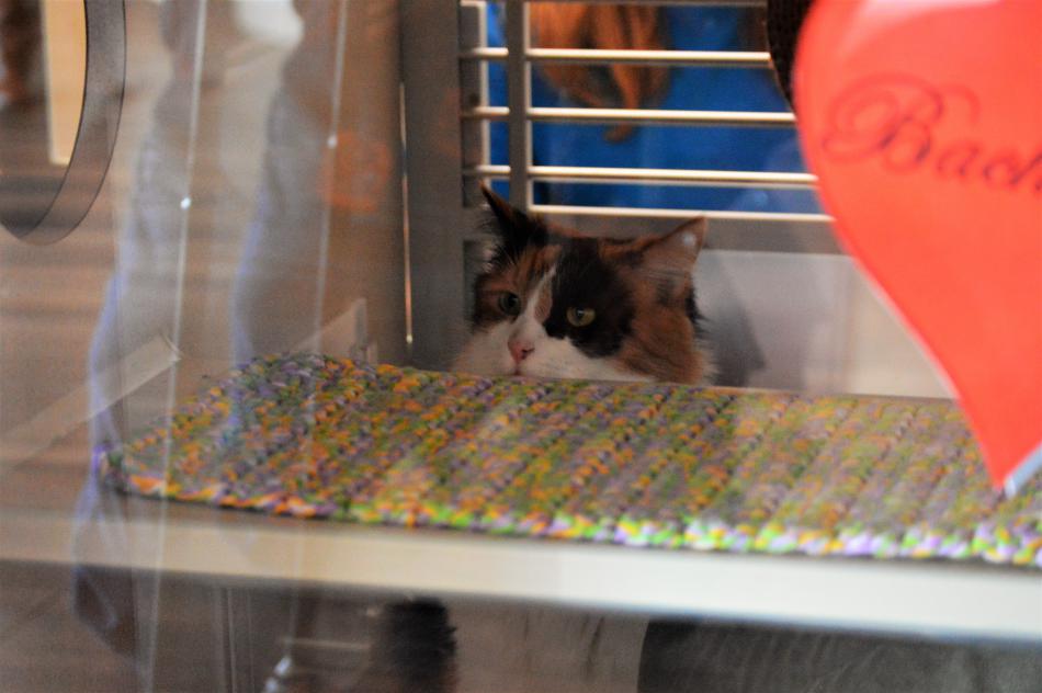 A calico cat at the Nevada Humane Society's valentine adoption event Saturday.